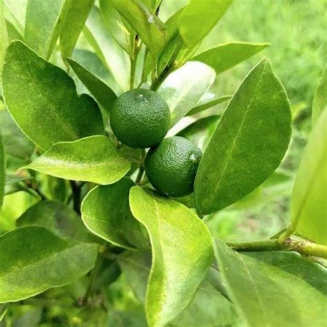 calamansi scientific name|Just arrived: New fragrances to add to your collection .